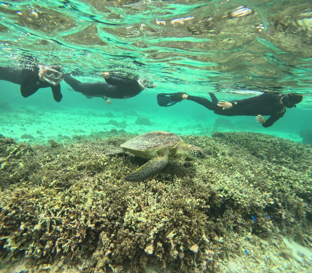 ウミガメシュノーケル