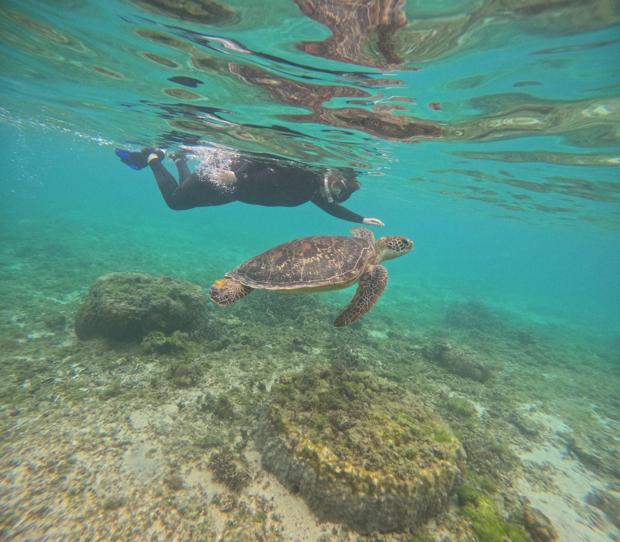 ウミガメシュノーケル