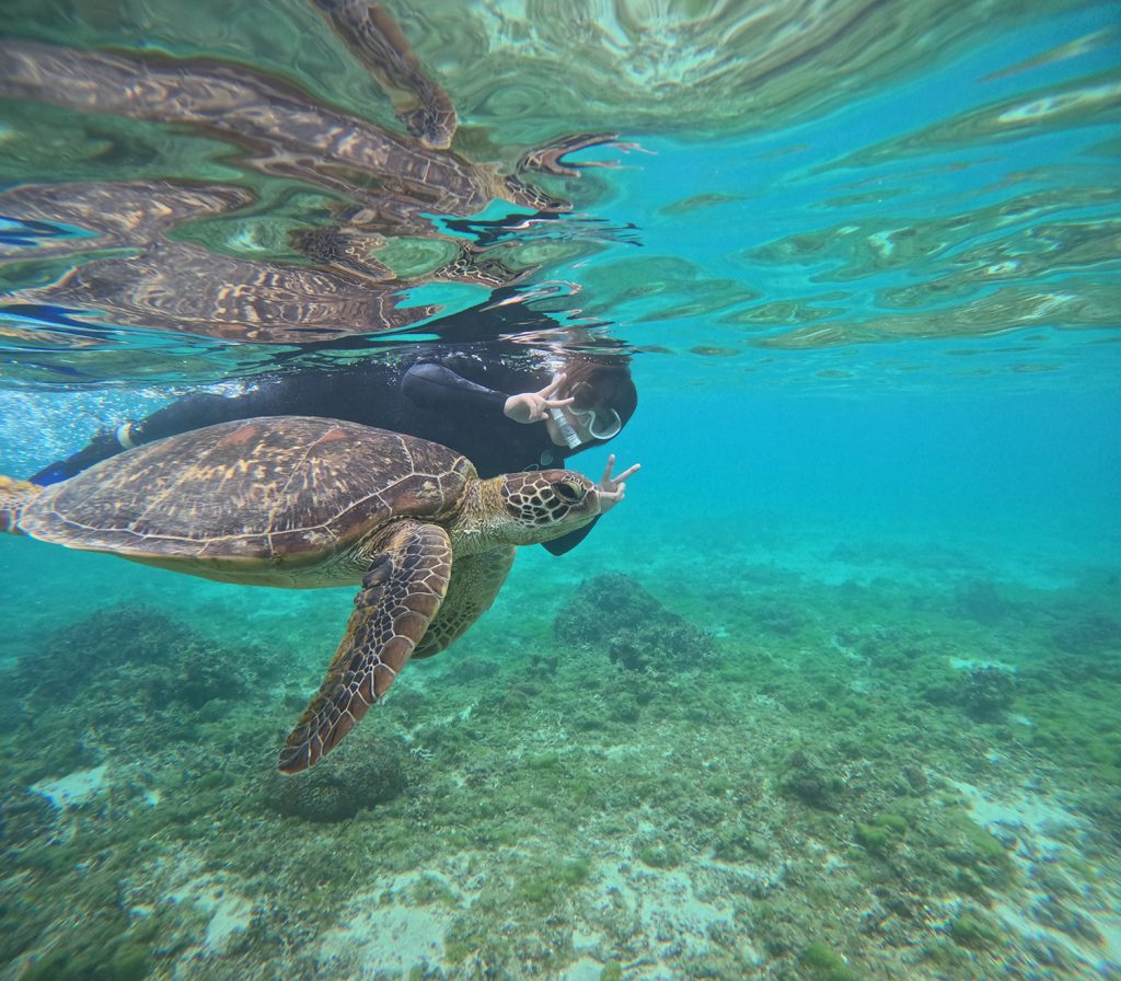 ウミガメシュノーケル