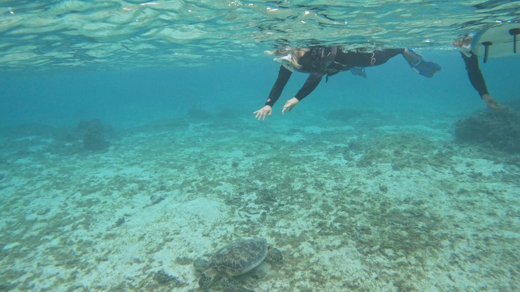 ウミガメシュノーケル