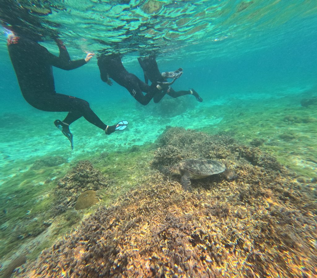 Swimmers in wetsuits snorkel above a sea turtle resting on a rocky coral reef.